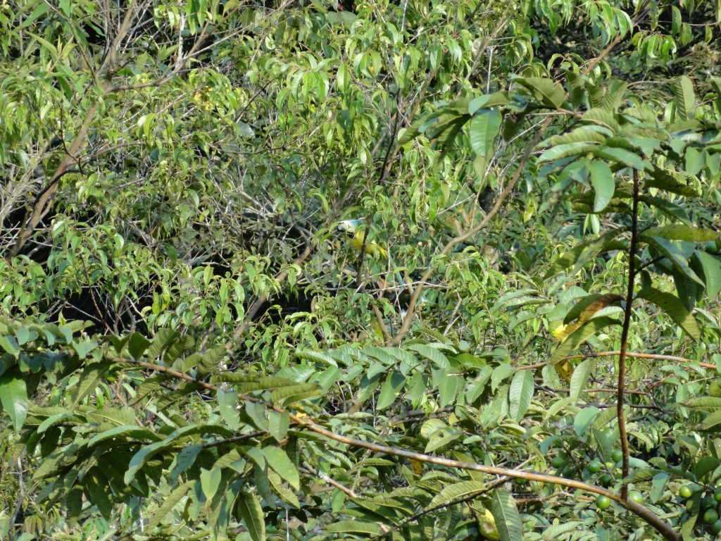 Foto: Ave - Shell (Pastaza), Ecuador