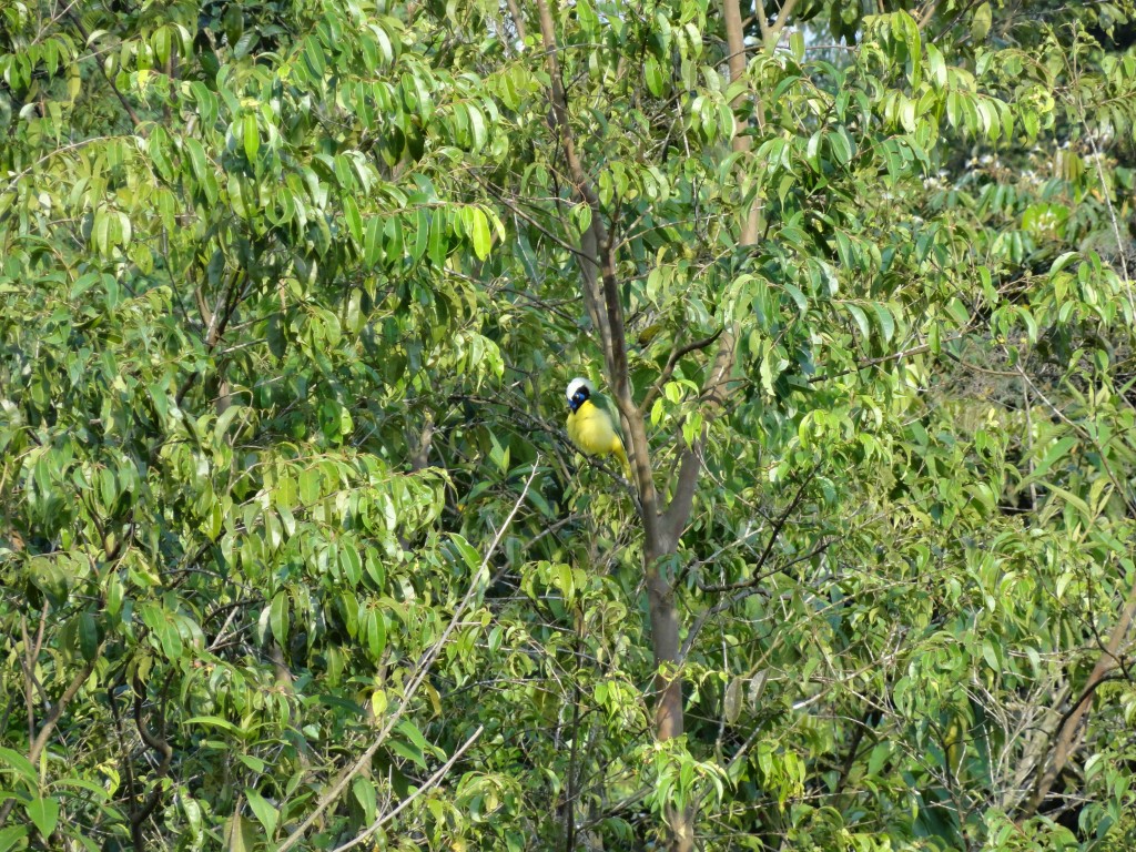Foto: Ave - Shell (Pastaza), Ecuador