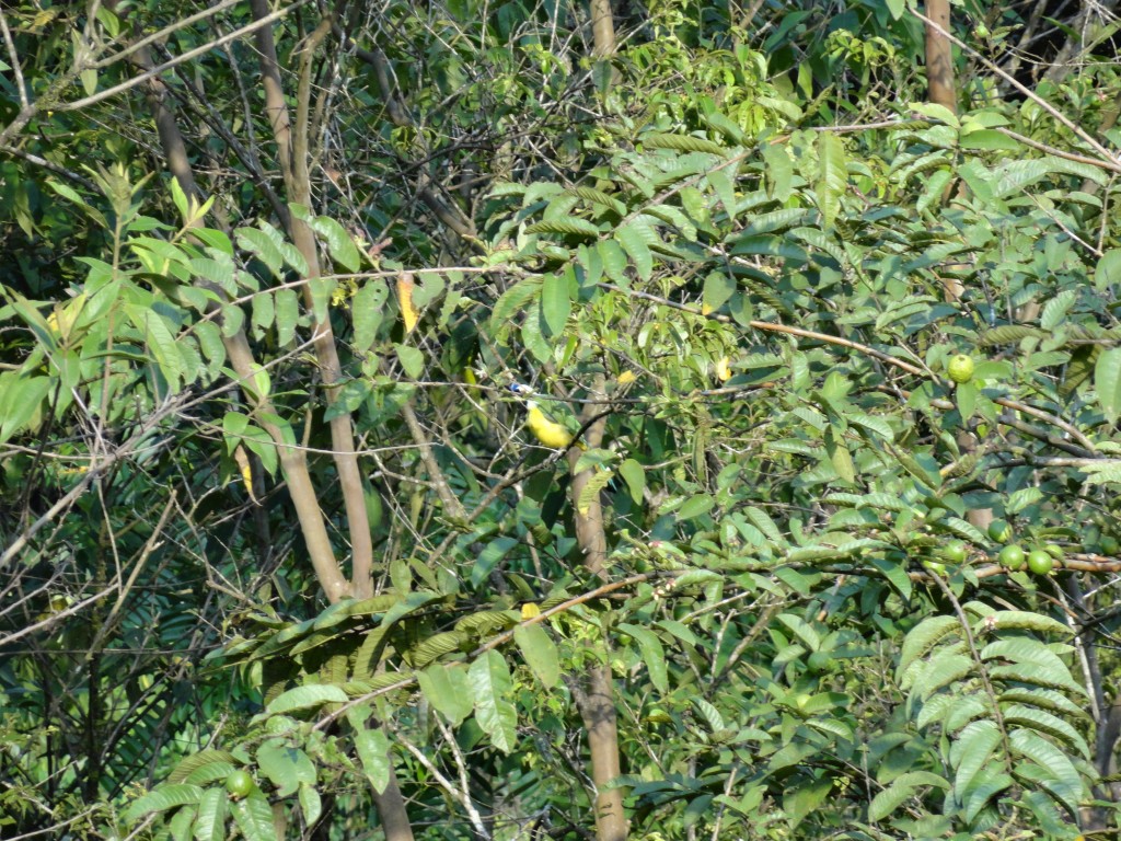 Foto: Ave - Shell (Pastaza), Ecuador