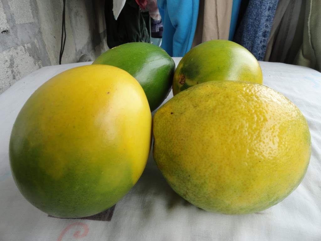 Foto: Avios - Shell (Pastaza), Ecuador