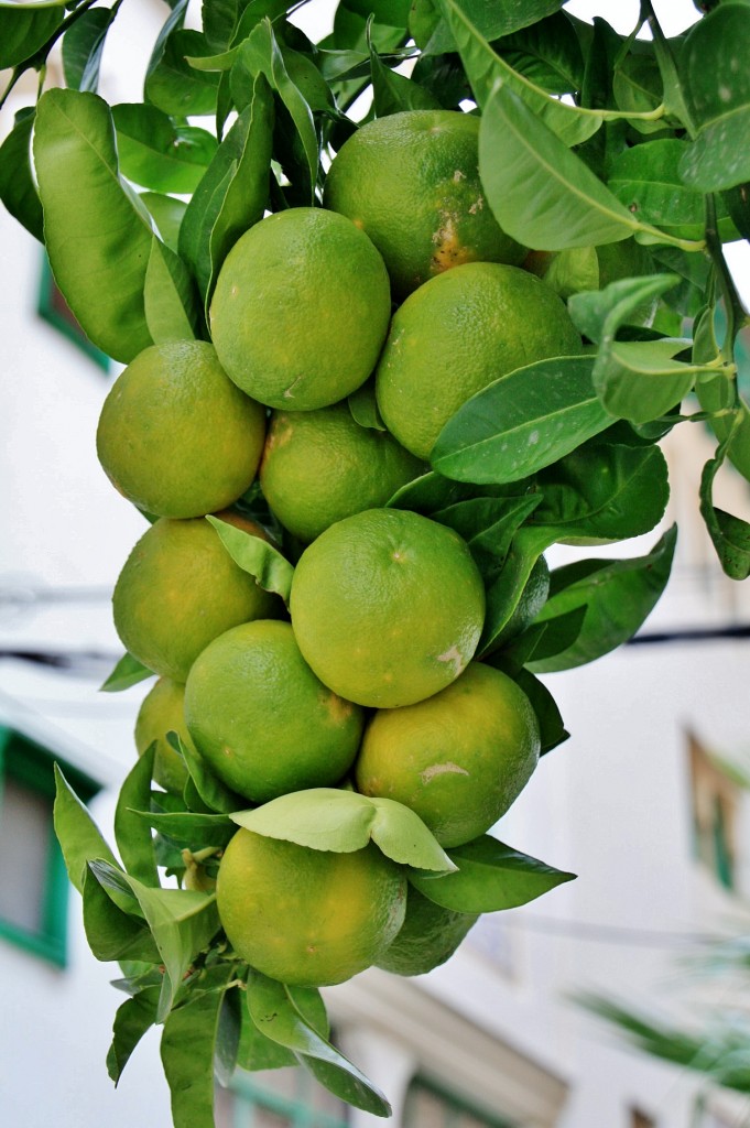 Foto: Arbol en el centro histórico - Albaida (València), España