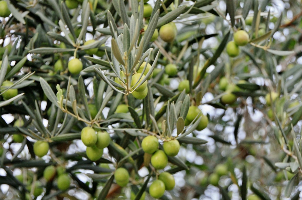 Foto: Olivos en el castillo - Xàtiva (València), España
