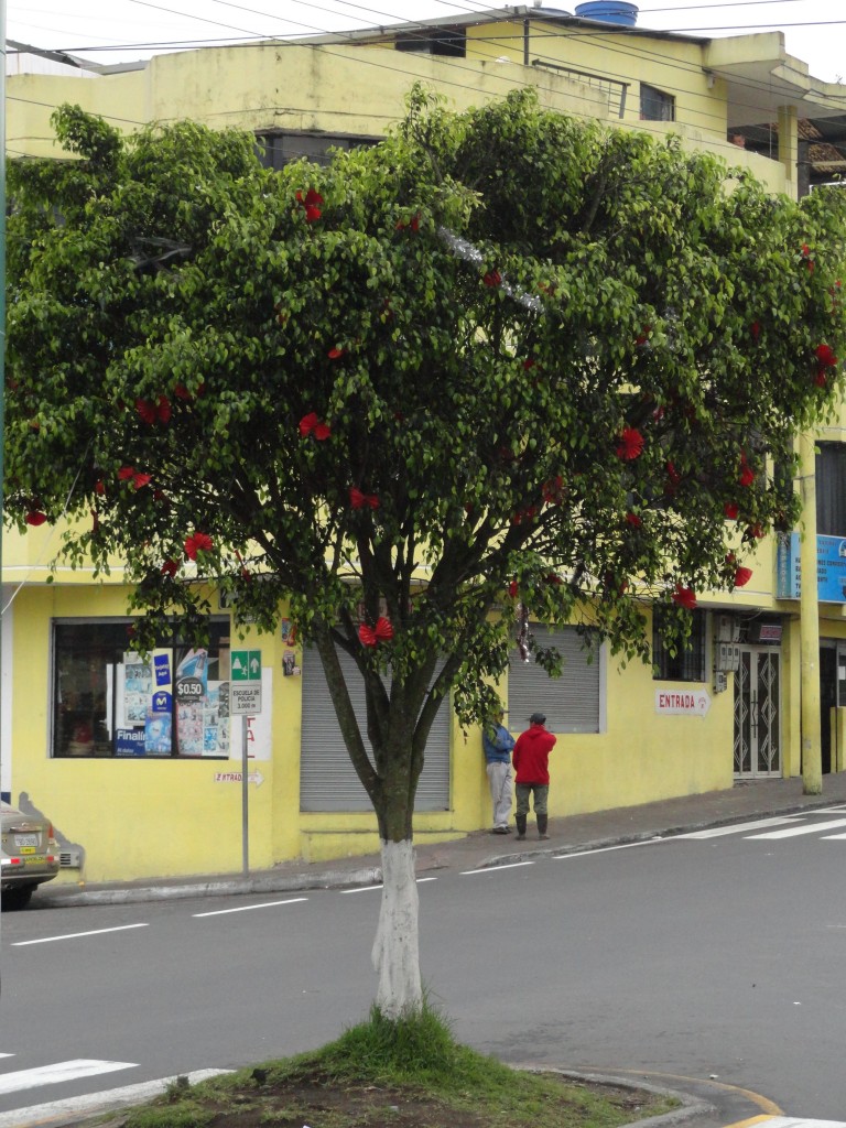 Foto: Arbol - Baños (Tungurahua), Ecuador