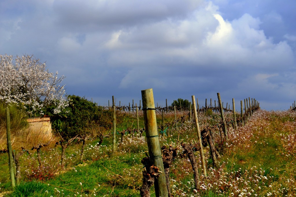 Foto: Viñas de Subirats - Subirats (Barcelona), España