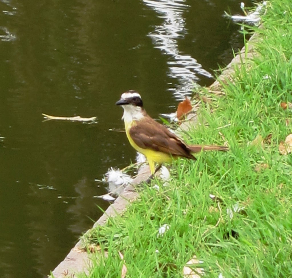 Foto: Parque Tres de Febrero. - Ciudad Autónoma de Buenos Aires (Buenos Aires), Argentina