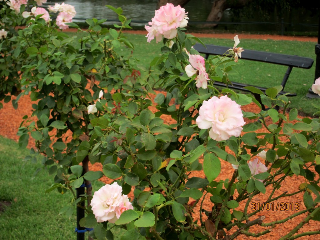 Foto: Parque Tres de Febrero. Rosedal. - Ciudad Autónoma de Buenos Aires (Buenos Aires), Argentina