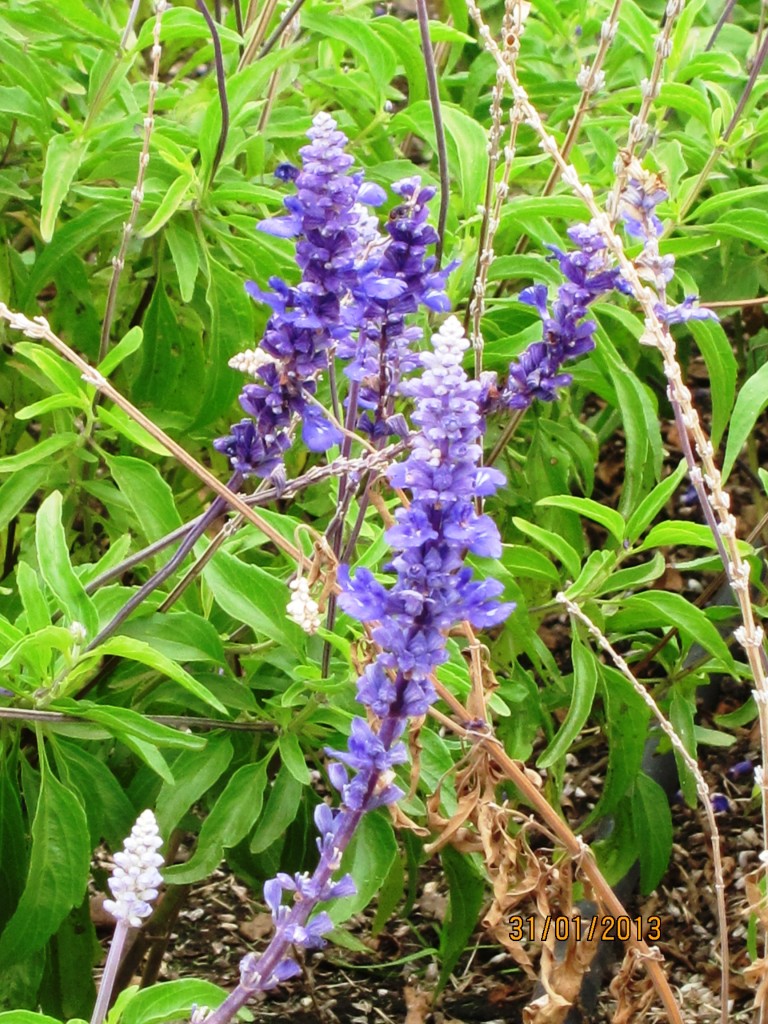 Foto: Parque Tres de Febrero. Rosedal. - Ciudad Autónoma de Buenos Aires (Buenos Aires), Argentina