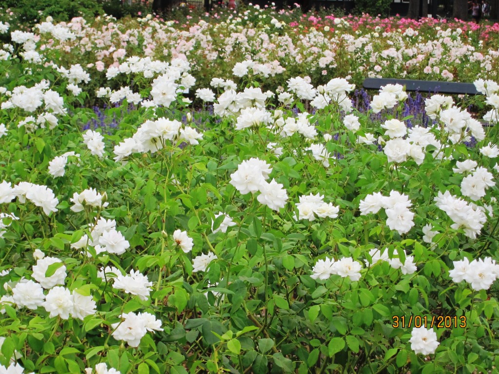 Foto: Parque Tres de Febrero. Rosedal. - Ciudad Autónoma de Buenos Aires (Buenos Aires), Argentina