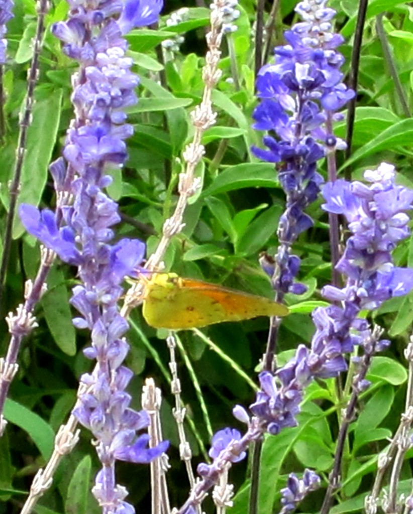 Foto: Parque Tres de Febrero. Rosedal. - Ciudad Autónoma de Buenos Aires (Buenos Aires), Argentina