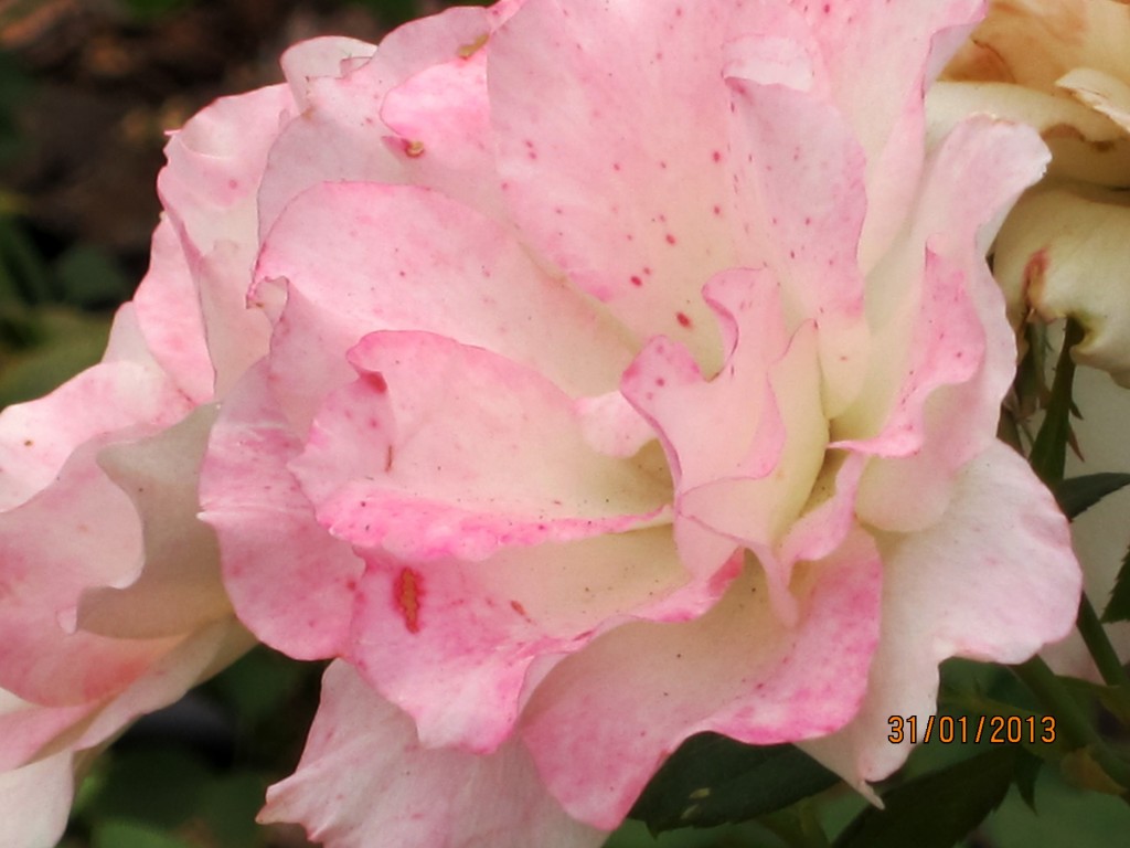 Foto: Parque Tres de Febrero. Rosedal. - Ciudad Autónoma de Buenos Aires (Buenos Aires), Argentina