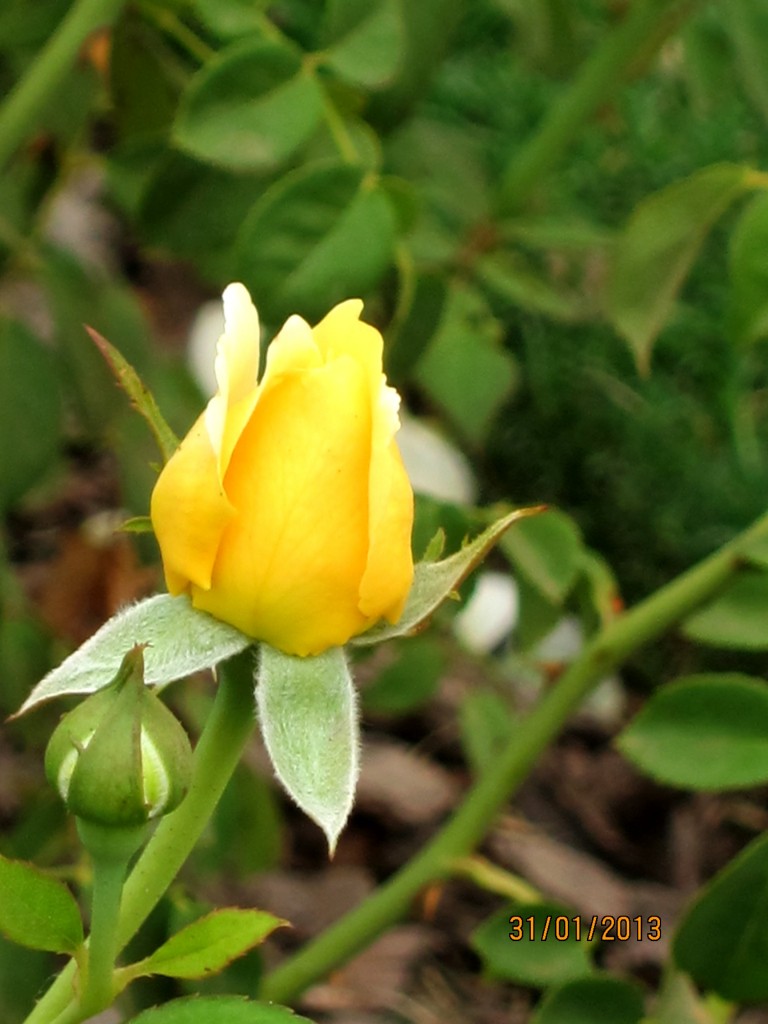 Foto: Parque Tres de Febrero. Rosedal. - Ciudad Autónoma de Buenos Aires (Buenos Aires), Argentina