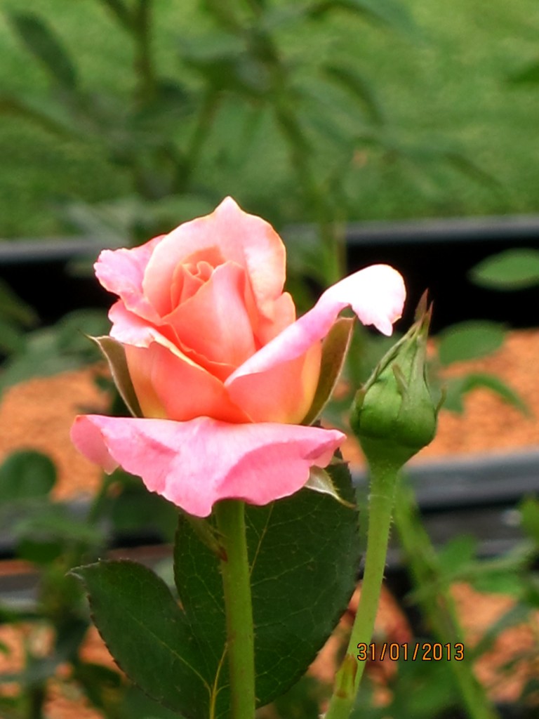 Foto: Parque Tres de Febrero. Rosedal. - Ciudad Autónoma de Buenos Aires (Buenos Aires), Argentina