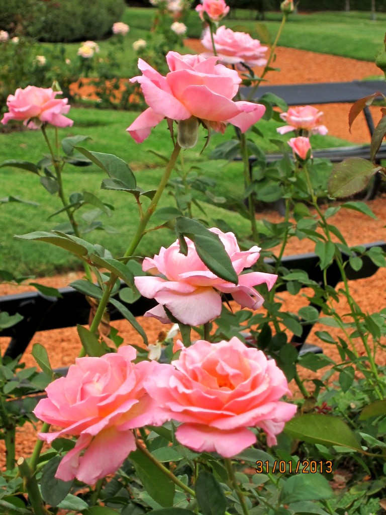 Foto: Parque Tres de Febrero. Rosedal. - Ciudad Autónoma de Buenos Aires (Buenos Aires), Argentina