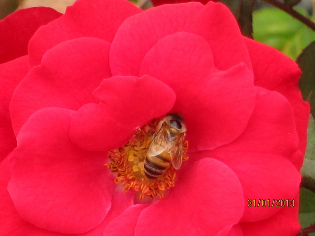 Foto de Ciudad Autónoma de Buenos Aires (Buenos Aires), Argentina