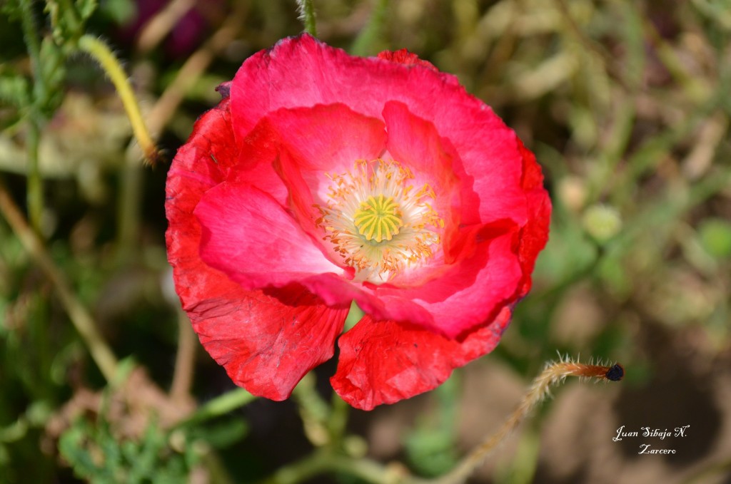 Foto de Zarcero (Alajuela), Costa Rica