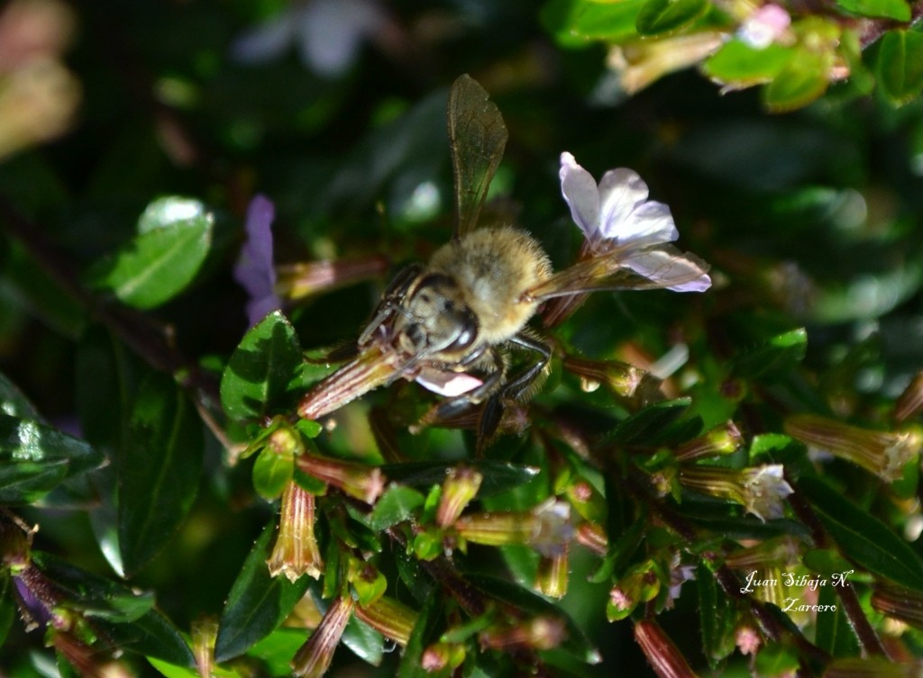 Foto de Zarcero (Alajuela), Costa Rica