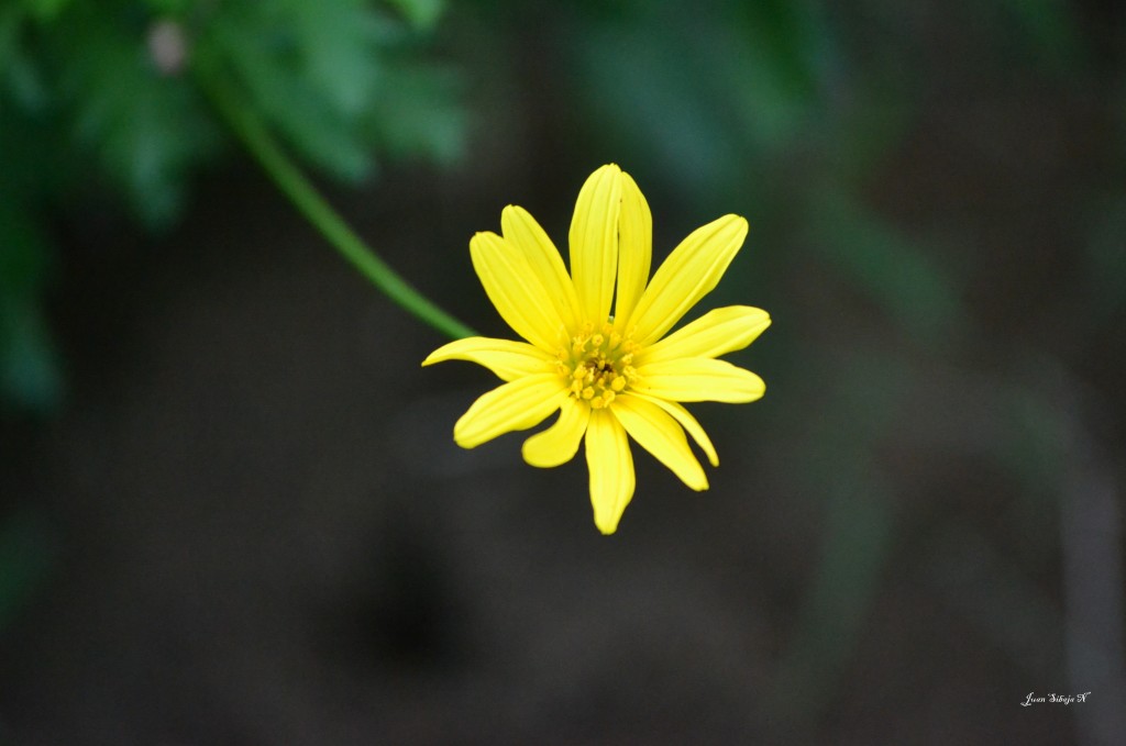 Foto de Alajuela, Costa Rica