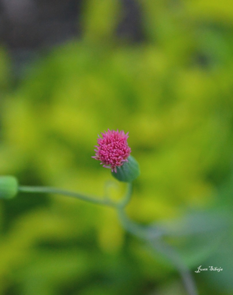 Foto de Alajuela, Costa Rica
