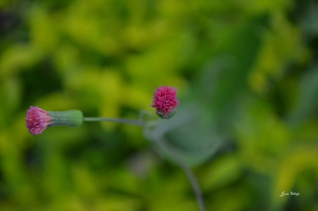 Foto de Alajuela, Costa Rica