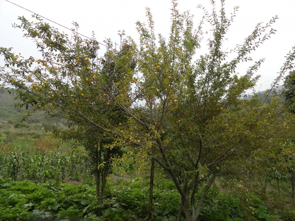 Foto: Claudias - Bayushig (Chimborazo), Ecuador