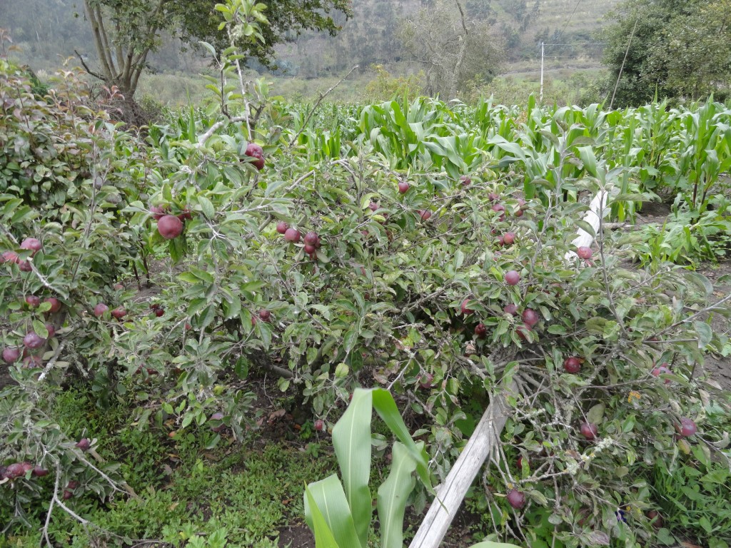 Foto: Manzanas - Bayushig (Chimborazo), Ecuador