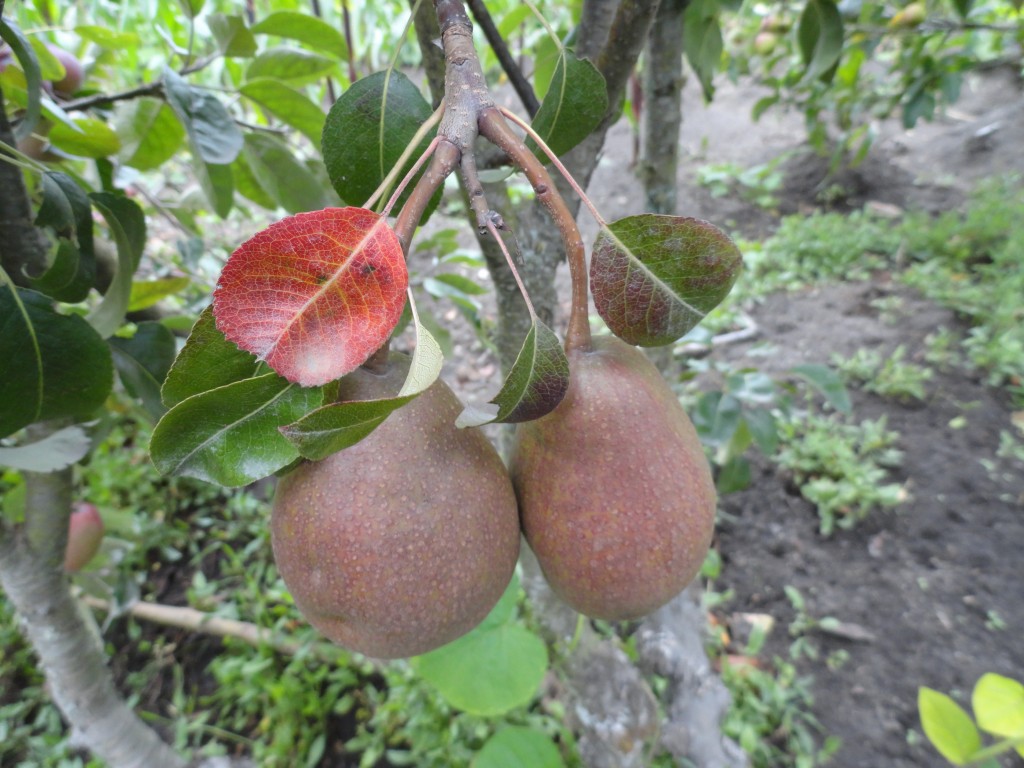 Foto: Peras - Bayushig (Chimborazo), Ecuador