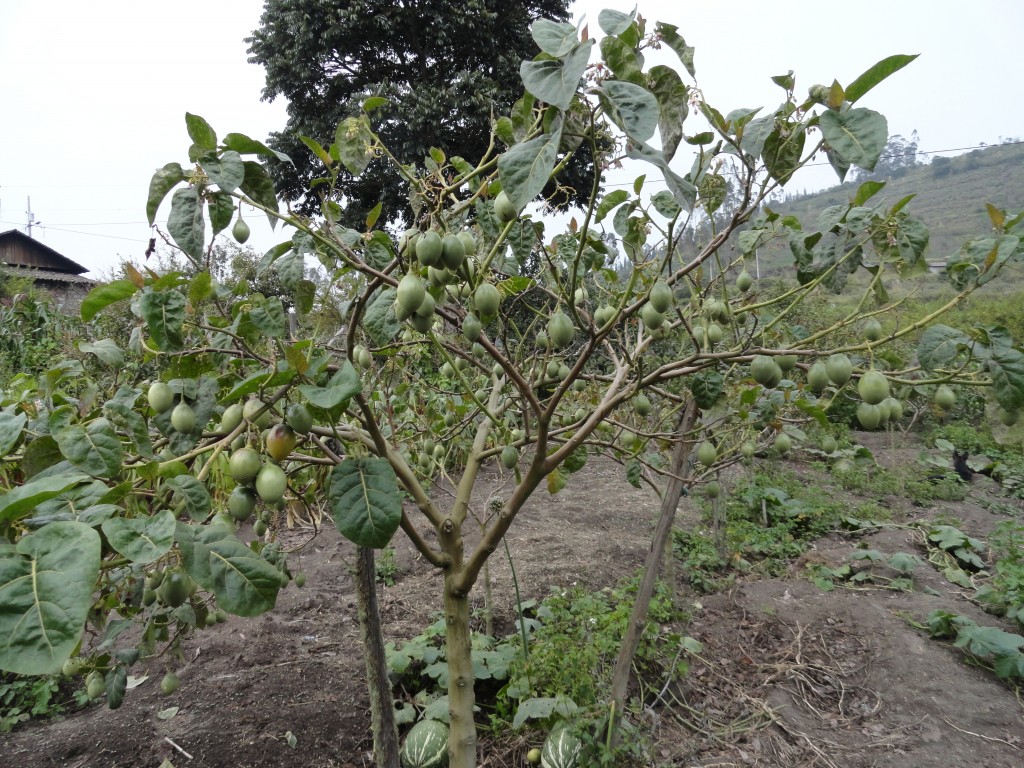 Foto: Tomate de árbol - Bayushig (Chimborazo), Ecuador