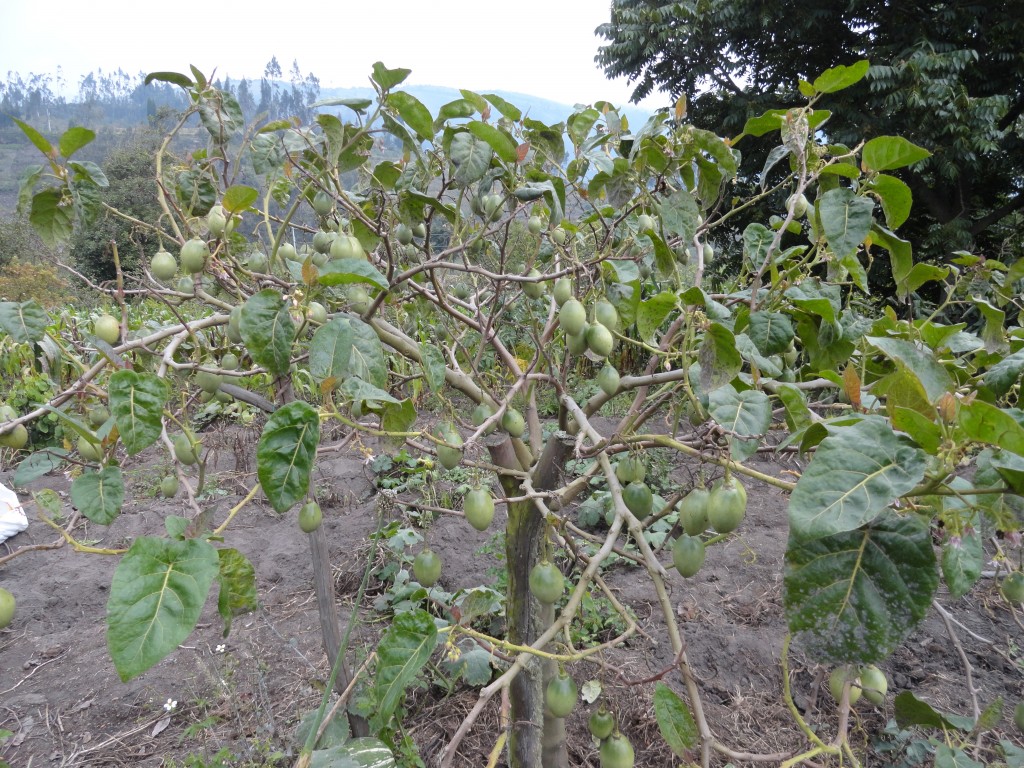 Foto: Tomate de árbol - Bayushig (Chimborazo), Ecuador
