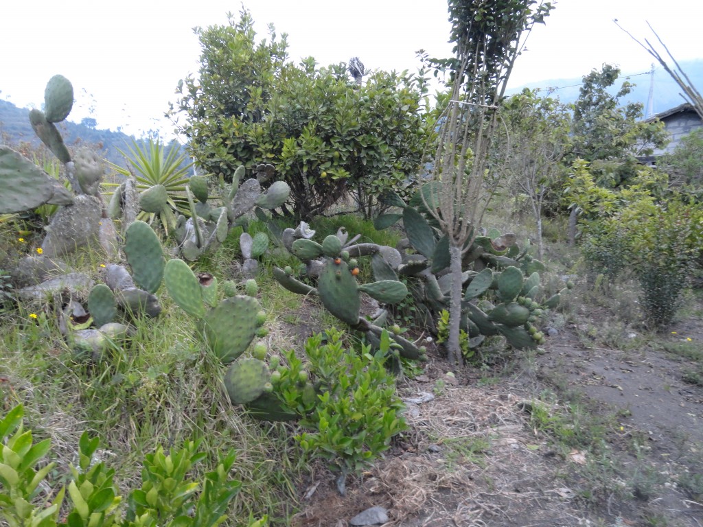 Foto: Tunas - Bayushig (Chimborazo), Ecuador