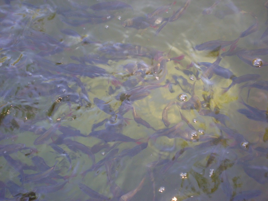 Foto: PESES DEL RIÓ HURTADO - Valledupar (Cesar), Colombia