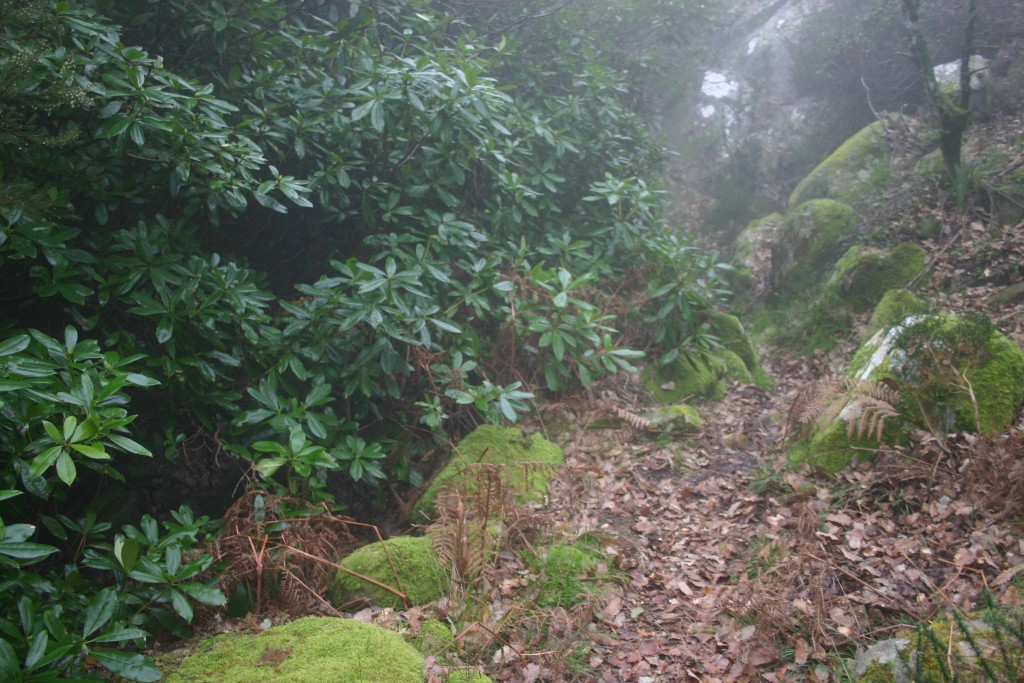 Foto de Alcalá de los Gazules (Cádiz), España