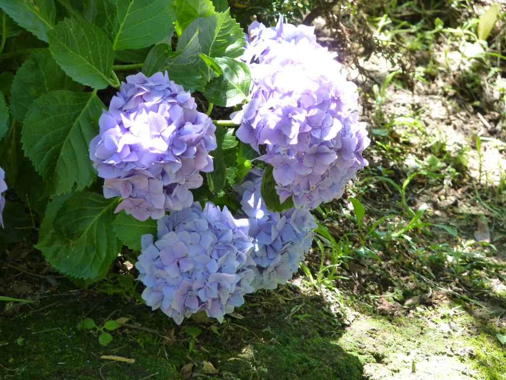 Foto: Hortensias - Río Paraná Guazú (Entre Ríos), Argentina