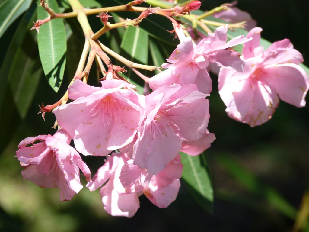 Foto: Laurel rosa - Río Paraná Guazú (Entre Ríos), Argentina