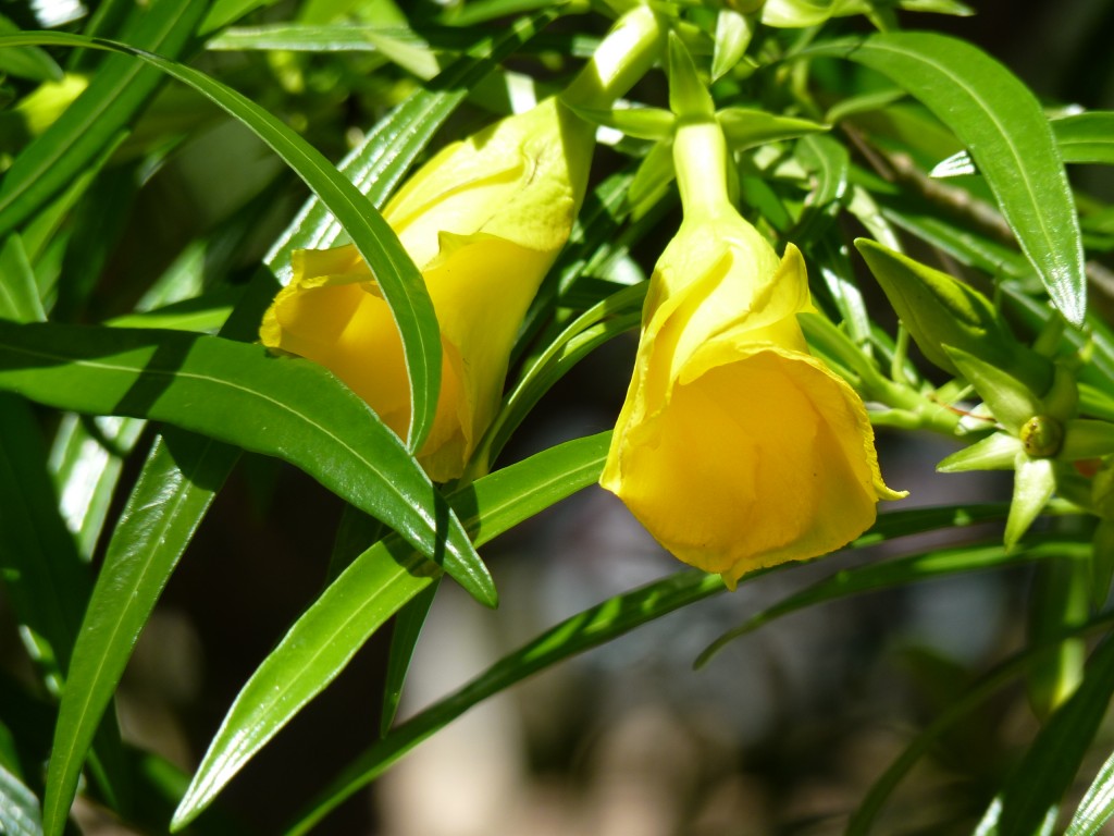 Foto: Camping La Torre - Río Paraná Guazú (Entre Ríos), Argentina