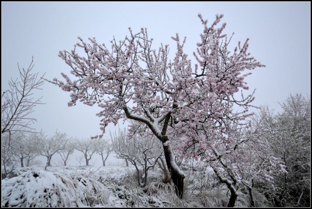 Foto: Almendro en flor entre la nieve. - Torrelles de Foix (Barcelona), España