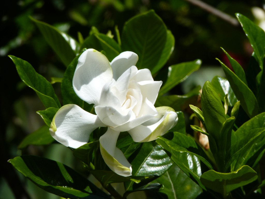 Foto de Río Paraná Guazú (Entre Ríos), Argentina