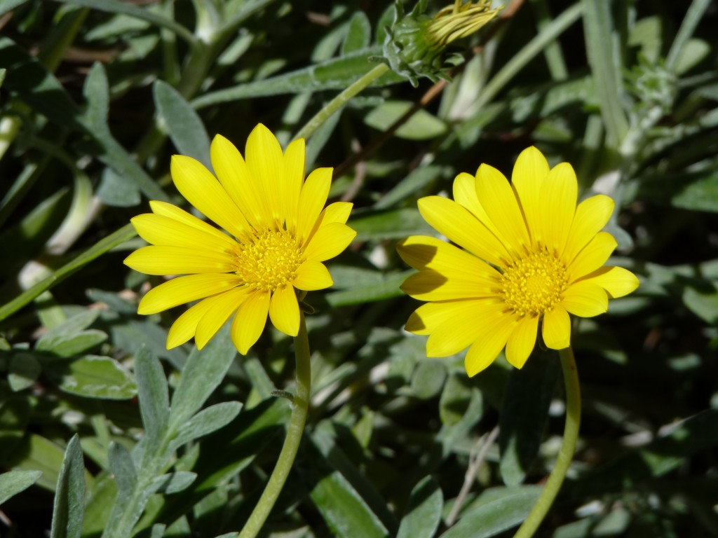 Foto de Río Paraná Guazú (Entre Ríos), Argentina