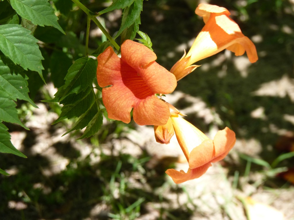 Foto de Río Paraná Guazú (Entre Ríos), Argentina