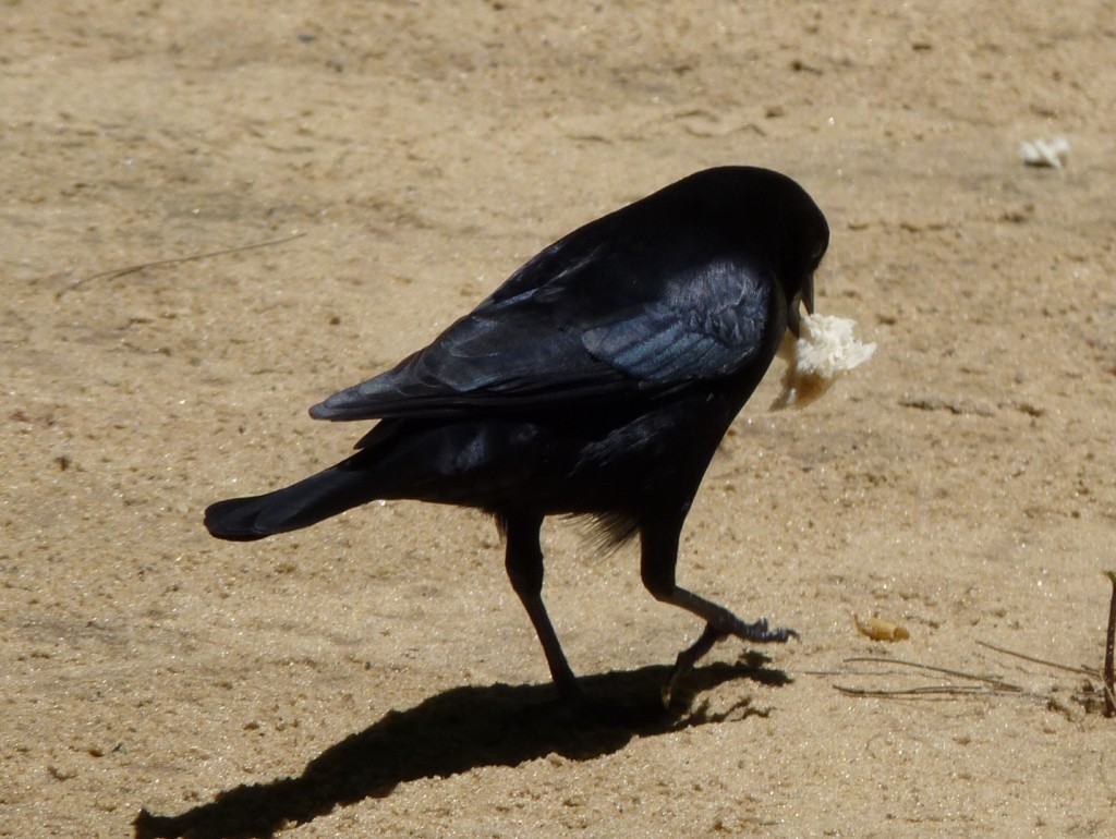 Foto: Tordo - Río Paraná Guazú (Entre Ríos), Argentina