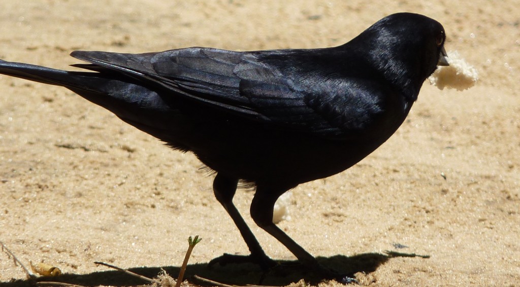 Foto: Tordo - Río Paraná Guazú (Entre Ríos), Argentina