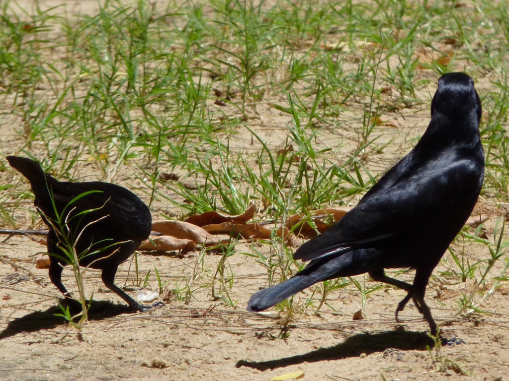 Foto: Tordo - Río Paraná Guazú (Entre Ríos), Argentina