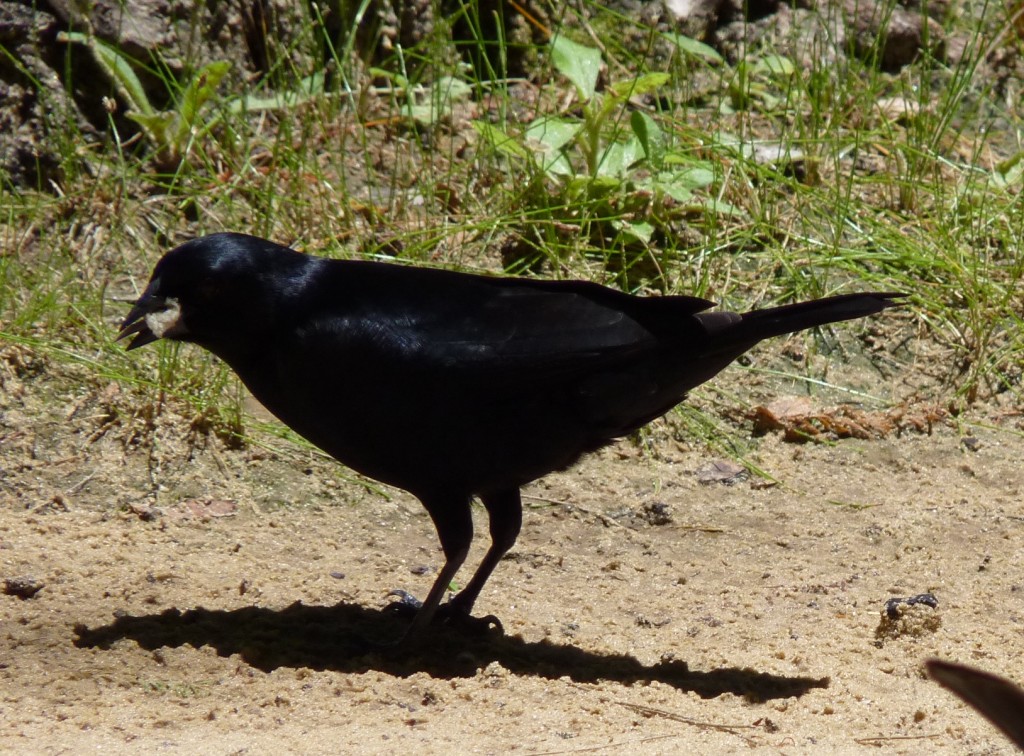 Foto: Tordo - Río Paraná Guazú (Entre Ríos), Argentina