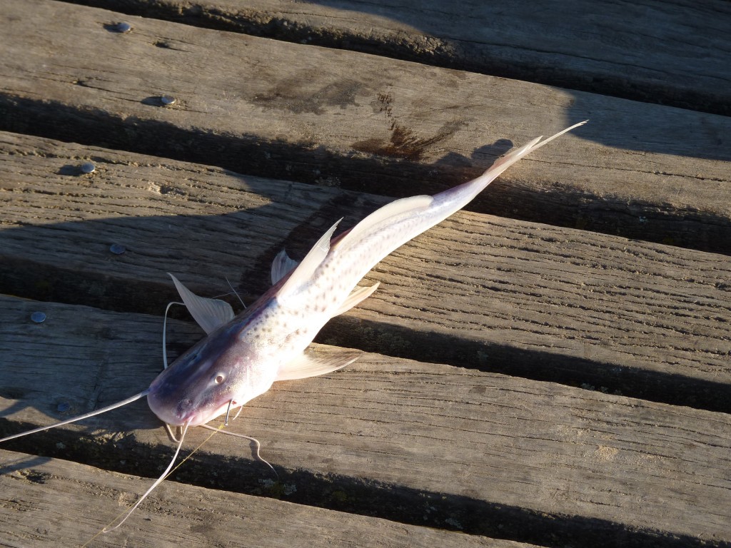 Foto: Patí - Río Paraná Guazú (Entre Ríos), Argentina