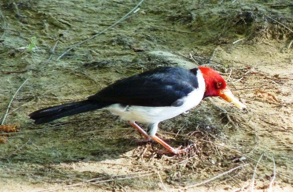 Foto: Cardenilla - Río Paraná Guazú (Entre Ríos), Argentina