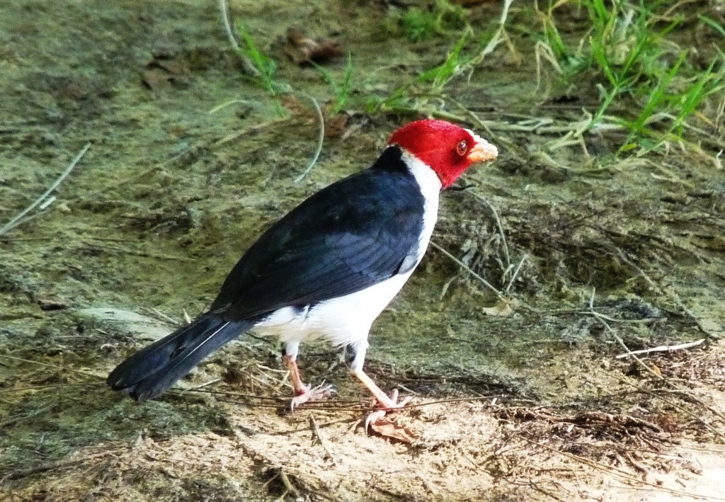 Foto: Cardenilla - Río Paraná Guazú (Entre Ríos), Argentina