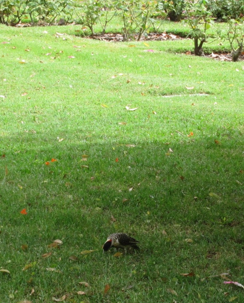 Foto: Carpintero real - Ciudad Autónoma de Buenos Aires (Buenos Aires), Argentina