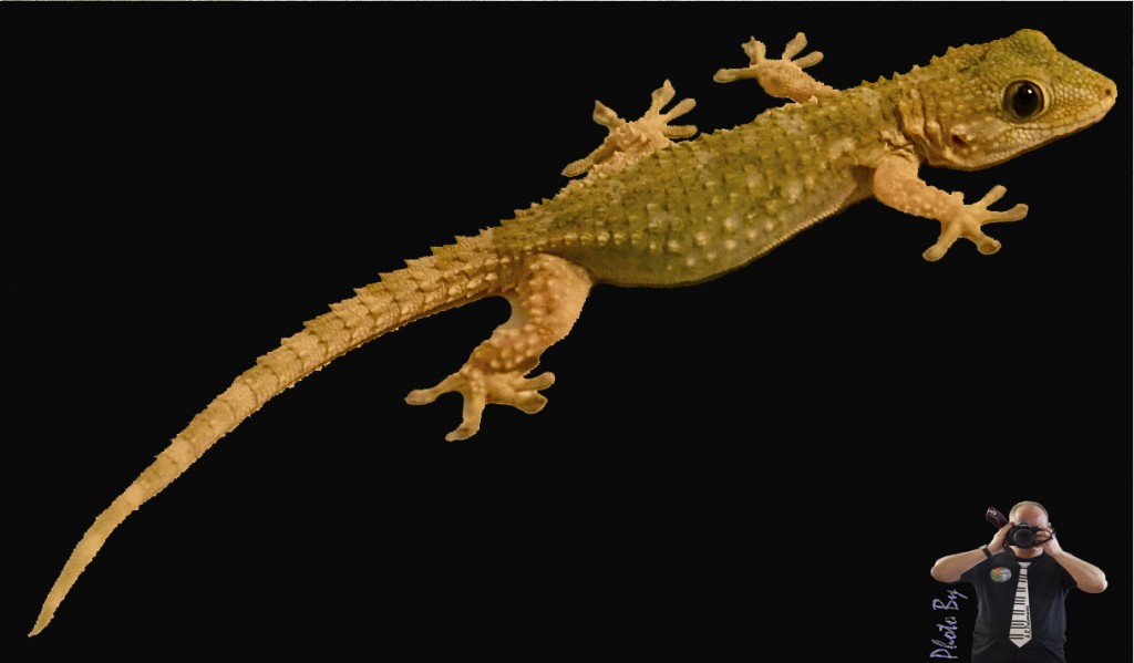 Foto: salammanquesa - Atarfe (Granada), España