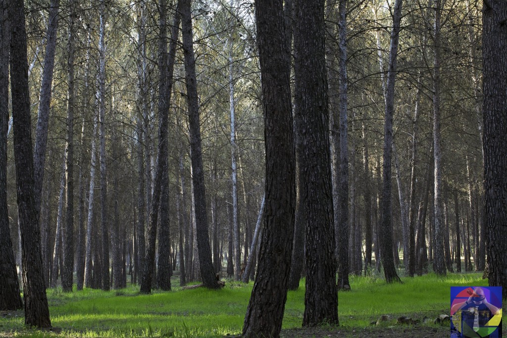 Foto: Cubillas - Atarfe (Granada), España