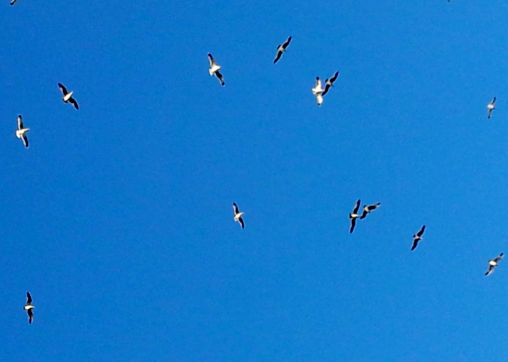 Foto: Vistas desde el recinto amurallado - Tossa de Mar (Girona), España