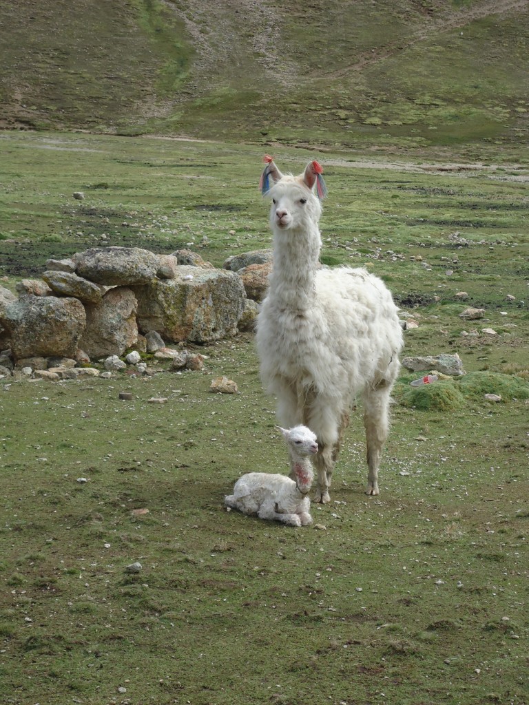 Foto: Anizo - Anizo, Perú